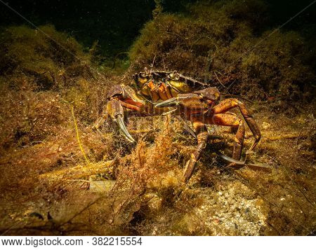 A Closeup Picture Of A Crab In A Beautiful Marine Environment. Picture From Oresund, Malmo In Southe