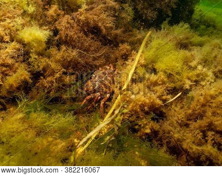 A Closeup Picture Of A Crab Underwater. Picture From Oresund, Malmo In Southern Sweden.