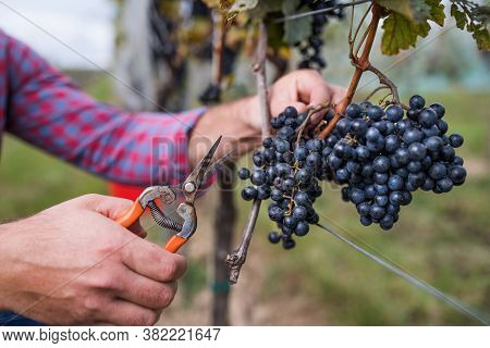 Unrecogniazble Man Worker Collecting Grapes In Vineyard In Autumn, Harvest Concept.