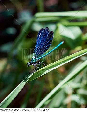A Beautiful Blue Damselfly (calopteyx Virgo) Is Opening The Wings While Sitting On The Plant