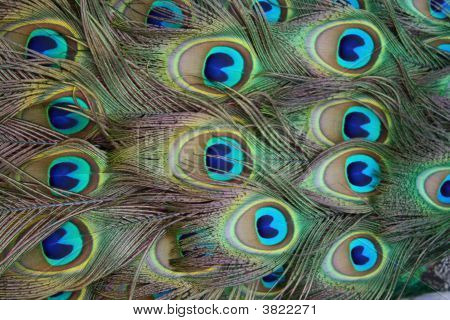 Peacock Feathers