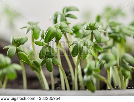 Garden Cress, Fresh Sprouts And Young Leaves.