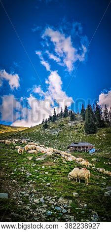Fagaras Mountains, Romania. Herd Of Goats And Sheep At A Sheepfold In Wallachia