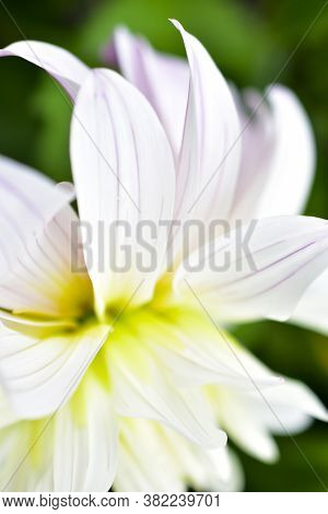 Pink And White Flowers Dahlia Nymphaea Syberia