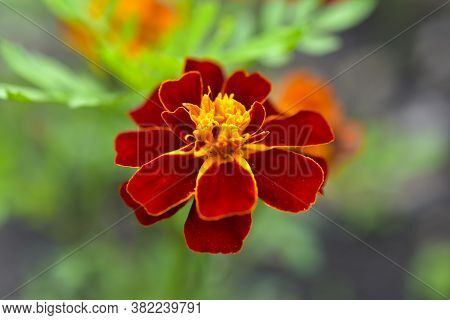 Red And Yellow Flowers Small-flowered Marigolds (lat. Tagétes) In The Garden