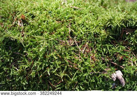 Moss Selaginella Kraussiana (kunze) A. Braun Grows In The Forest