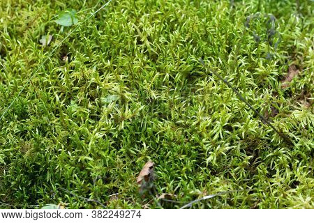 Moss Selaginella Kraussiana (kunze) A. Braun Grows In The Forest