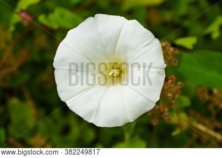 Datura Flower (moonflower,datura Wrightii,devil's Trumpet,angel Trumpet,thorn-apple) In The Garden. 