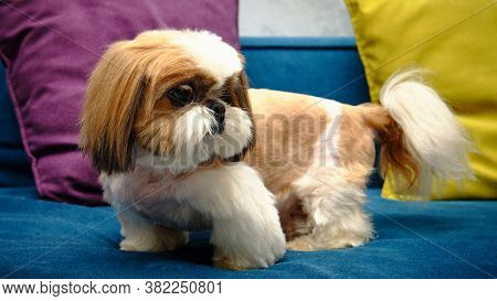 Shih Tzu After Grooming Procedures On The Blue Sofa