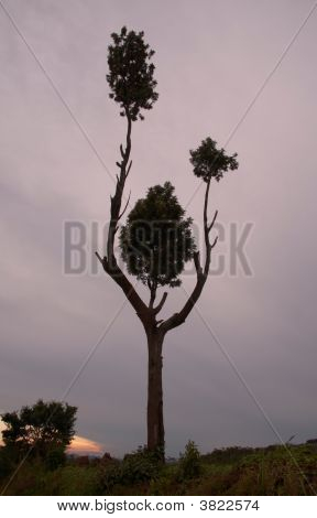 \