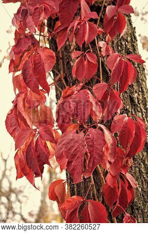 How Beautiful The Leaves Grow Old. Virginia Creeper On Tree Trunk Background. Tree Leaves Change Col