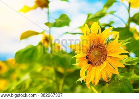 Field Of Blooming Sunflowers With Bee, Bumblebee On Background Sunset And Clouds. Copy Space, Place 