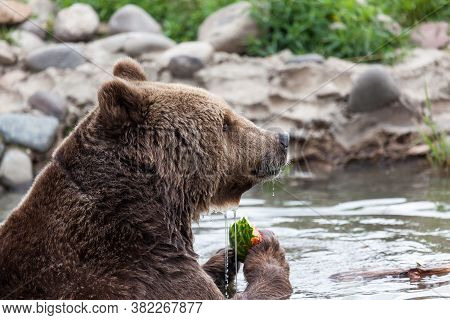 A Large Grizzly Bear Eating A Slice Of Watermelon As He Enjoys A Dip In The Pond On A Hot Summer Day
