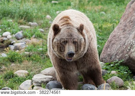 A Large Male Grizzly Bear Walking Through Grass And Large Rocks As He Looks Forward With An Open Mou