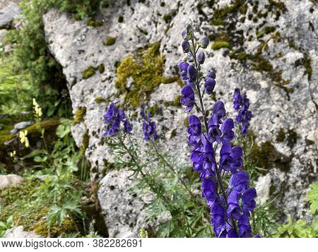 Wild Alpine Summer Flowers On Pastures Along Lakes Melchsee And Tannensee In The Uri Alps Mountain M
