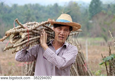 Male Farmer Standing And Shoulder  Tapioca Limb That Cut The Stack Together In The Cassava Farm.