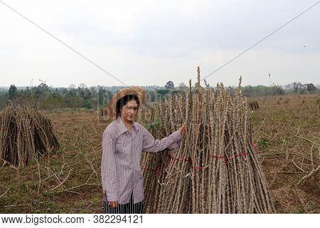 Female Farmer Sitting With Tapioca Limb That Cut The Stack Together In The Cassava Farm.