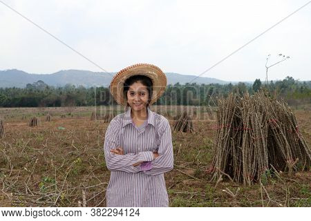 Female Farmer Standing And Hugging Chest Beside The Stack Of Tapioca Limb In The Cassava Farm.
