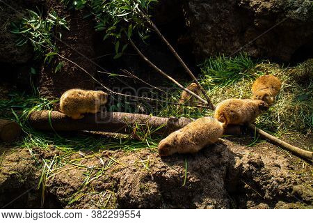 A Group Of Groundhogs (punxsutawney Phil) In A Sunny Light.