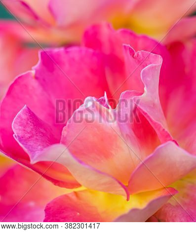 Botanical Concept, Invitation Card - Soft Focus, Abstract Floral Background, Pink Yellow Rose Flower