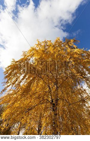 Autumn Sun Shines Through The Leaves During Leaf Fall, Close-up In Nature With Birch Trees