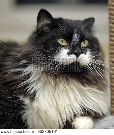 Beautiful Fluffy Cat In The Cattery Close Up