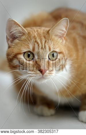 Beautiful Plump Red With A White Cat