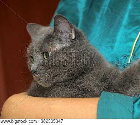 Scared Sad Gray Cat In Hands Close Up