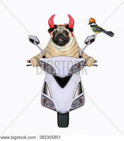 A Pug Dog In Red Devil Horns Is Riding A White Moped For Halloween. White Background. Isolated.