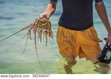 Lobster In The Hands Of A Diver. Spiny Lobster Inhabits Tropical And Subtropical Waters