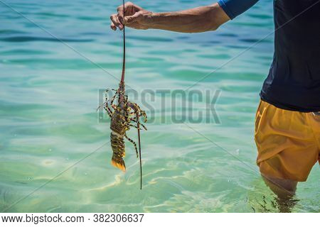 Lobster In The Hands Of A Diver. Spiny Lobster Inhabits Tropical And Subtropical Waters