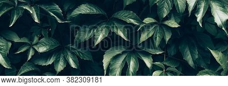 Creative Layout Made Of Green Leaves Of Vitaceae Or Grapevines. Flat Lay. Nature Background. Web Ban