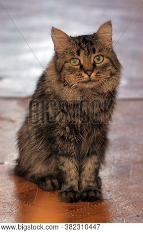 Luffy Brown Cat Looking At The Camera