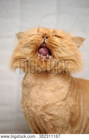 A Short-haired, Red-haired Persian Cat Opened His Mouth With Broken Teeth