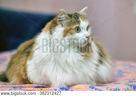 Beautiful Fluffy Fat Tricolor Cat Indoor Close Up