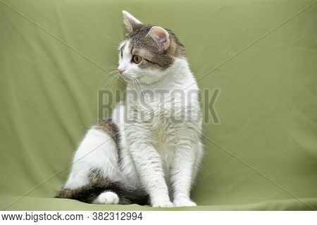 White With Brown European Shorthair Cat On A Green Background