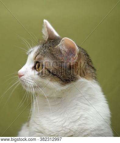 White With Brown European Shorthair Cat On A Green Background