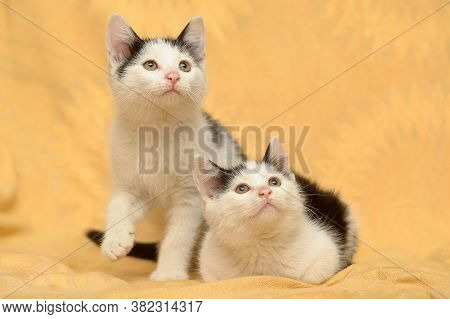 Two Cute Black With White Kitten Close Up