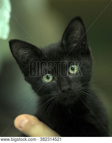 Cute Black Kitty In Hand Close Up
