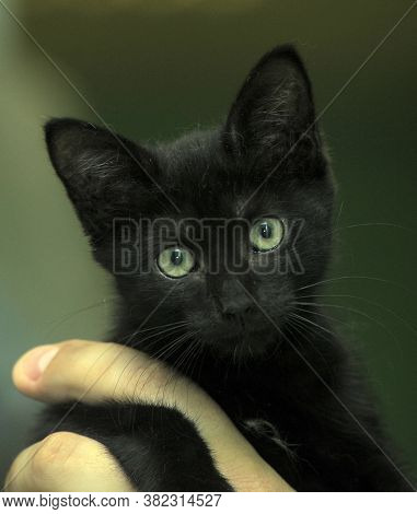 Black Kitty In Hand