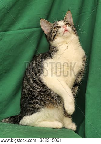 Gray With White Tabby Cat On A Green Background