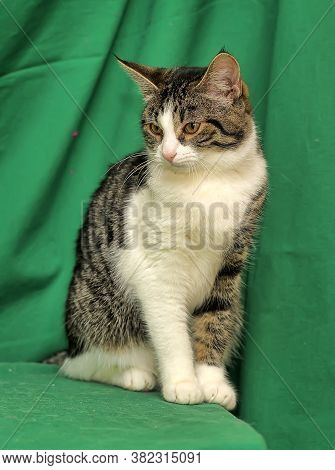 Gray With White Tabby Cat On A Green Background
