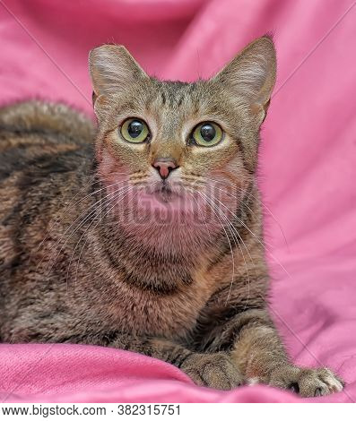 Striped Cat With A Clipped Ear