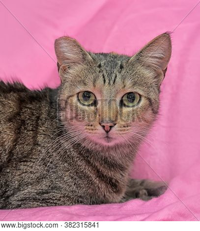Striped Cat With A Clipped Ear