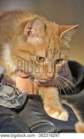 Red Cat On A Tree  Closre Up