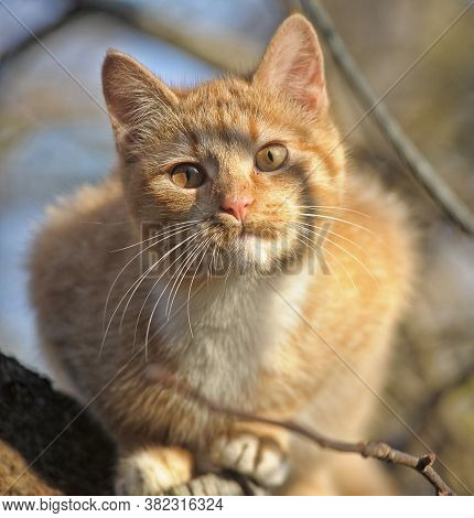 Red Cat On A Tree Close Up