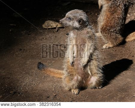 The Meerkat Or Suricate Is A Small Mongoose Found In Southern Africa. It Is Characterised By A Broad