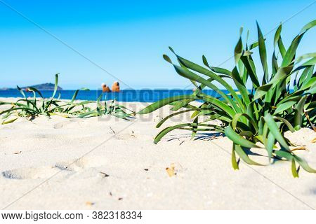 Plants And White Sand In Cea Beach On A Clear Day. Sardinia, Italy