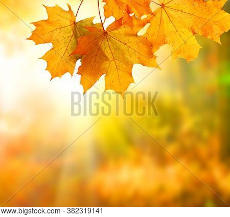 Colorful autumn maple leaves natural background .Falli foliage 
