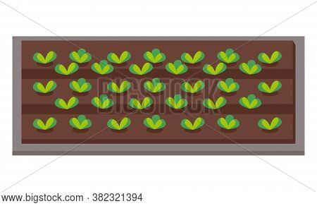 Vegetable Garden Flat Vector Illustration. Plants In The Garden Bed. Vegetable Plant With Green Larg
